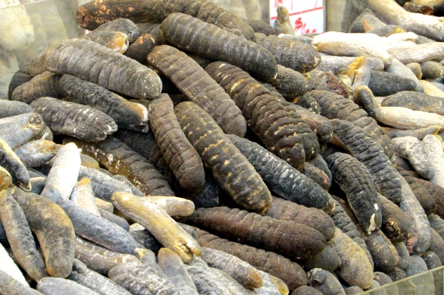 Sea Cucumbers are very important in herbal medicine 