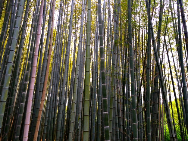 Bamboo everywhere!